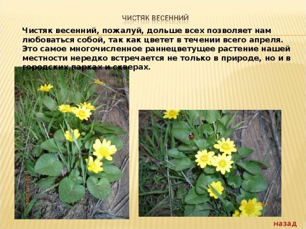 Медуница Чистяк весенний