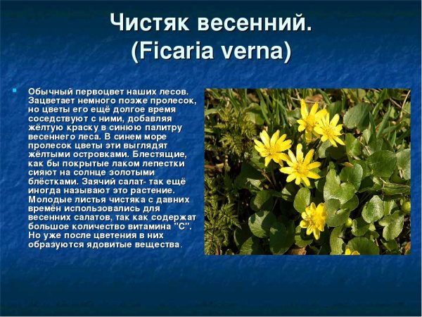 Чистяк весенний (Ranunculus ficaria)