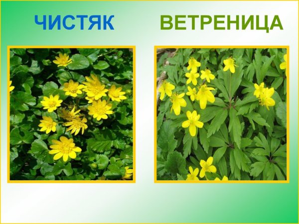 Чистяк весенний плод