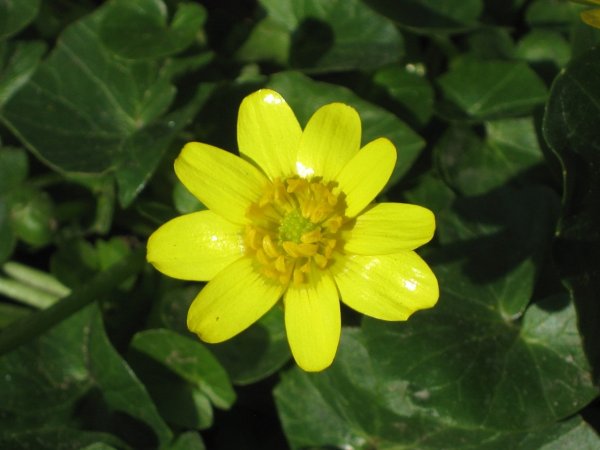 Чистяк весенний