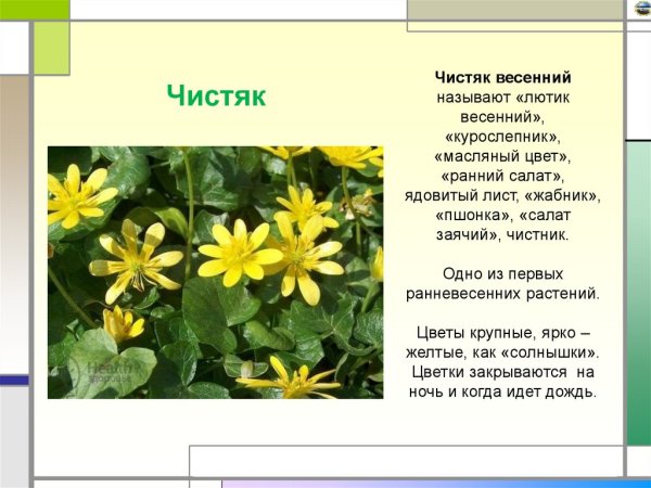 Первоцвет Чистяк