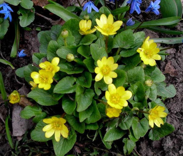 Чистяк лютичный