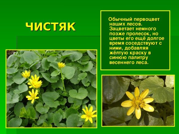 Чистяк весенний жабник