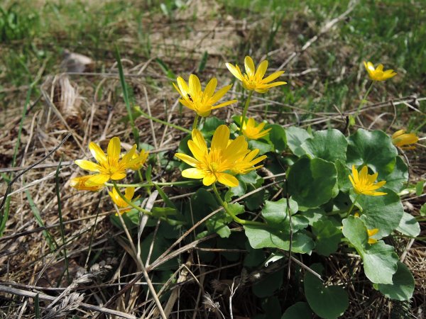Первоцвет Чистяк весенний
