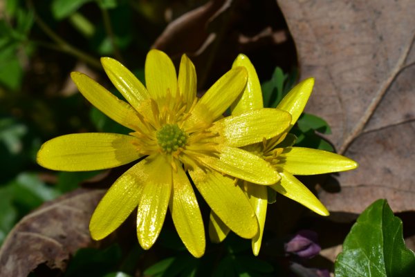 Лютик весенний Чистяк