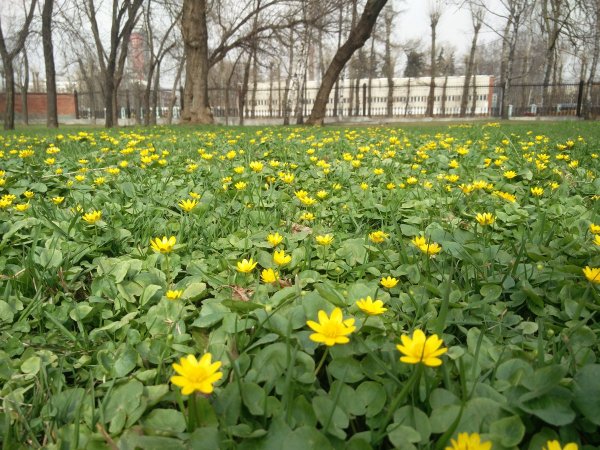 Чистяк весенний описание растения