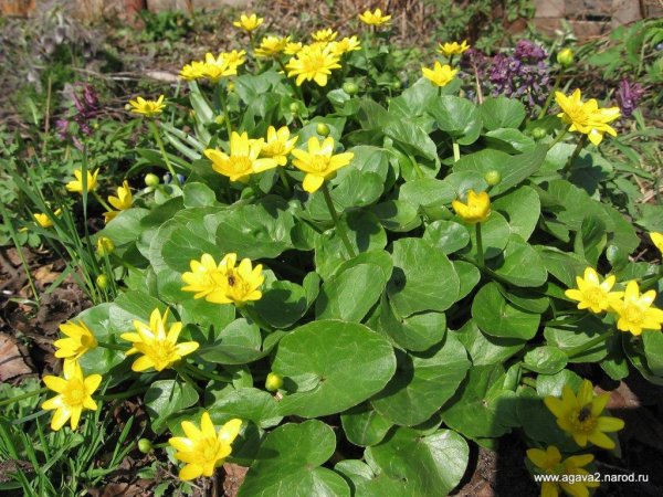 Чистяк весенний (Ranunculus ficaria)