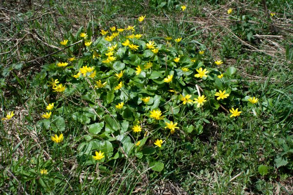 Чистяк растение корень