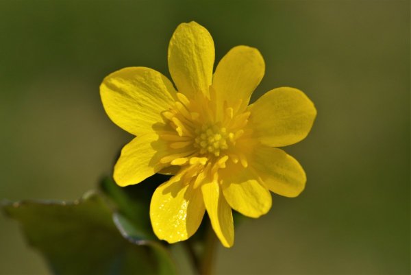 Чистяк весенний формула цветка
