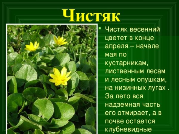 Чистяк весенний ветреница