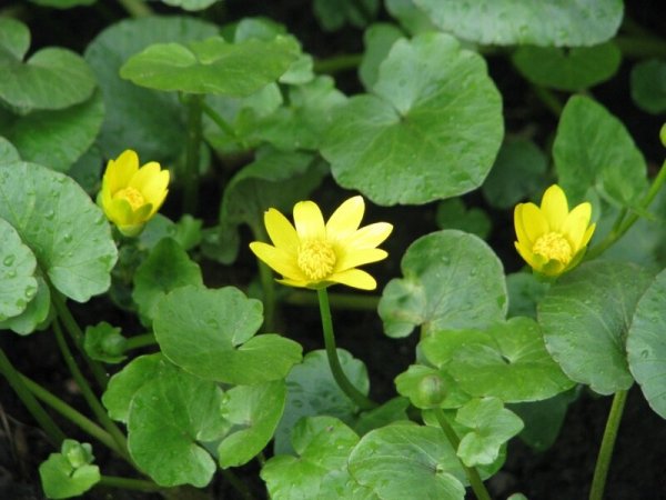 Трава Чистяк