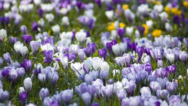 Crocus p1