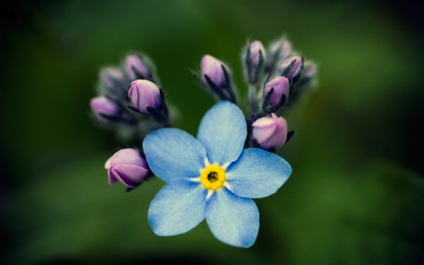 Маленькие синие цветы
