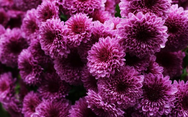 Астра Aster coloradoensis