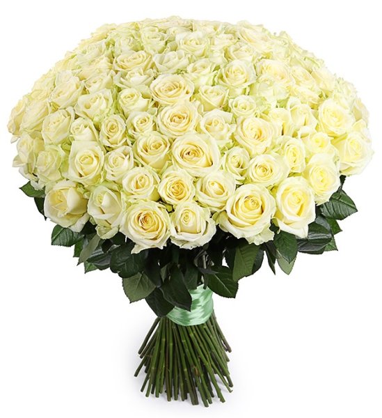 101 Белая роза «Аваланш»