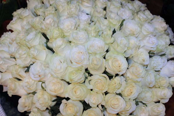 75 Белых роз "Аваланж"