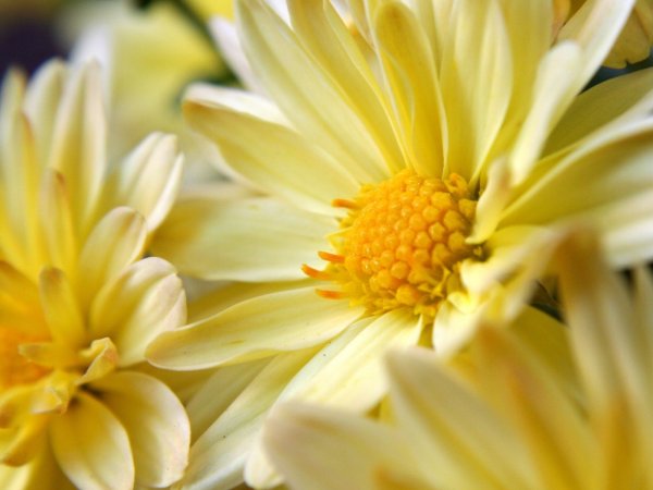 Жёлтый цветок