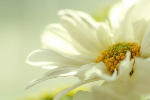 Желтая природа нежная