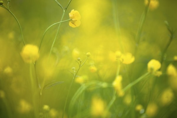 Нежно желтые розы