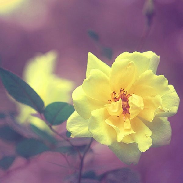 Желтые нарциссы букет