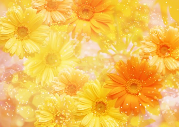 Желтые нарциссы букет