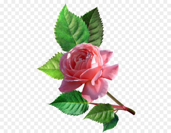 Цветы анимация