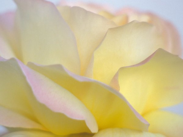 Фотофон с орхидеями