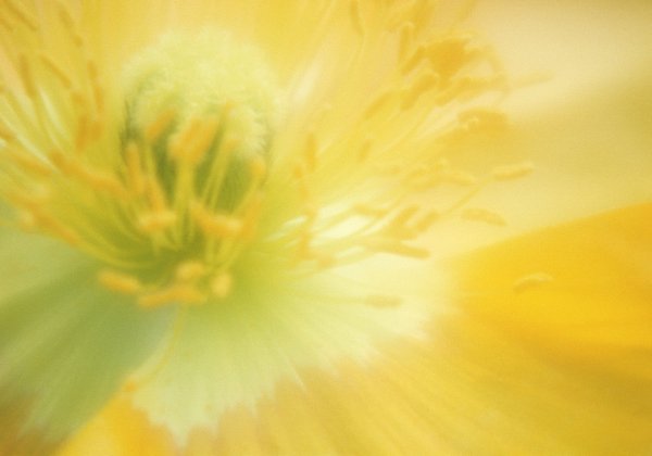 Нарциссы букет