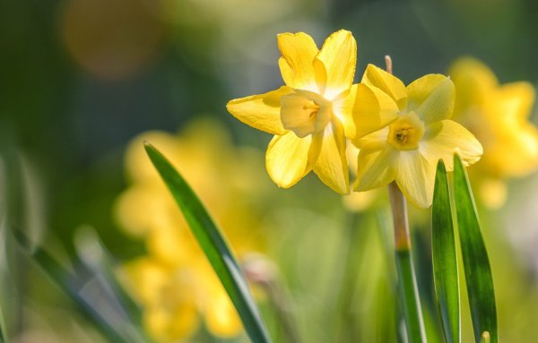 Желто оранжевые цветы