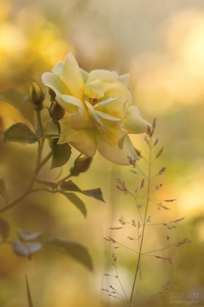 Желто бежевые цветы