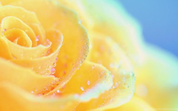 Купальница цветок