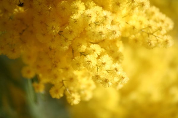 Светлые розы