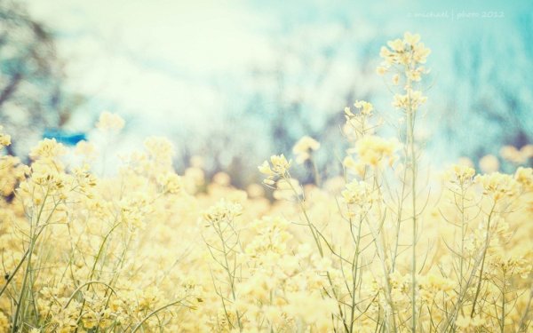 Фотосессия в желтом цвете