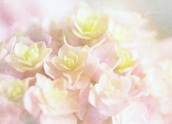 Керри цветок