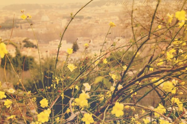 Ваниль цветок