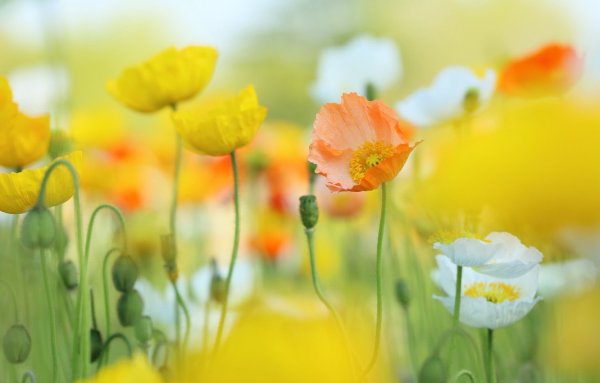 Желтый Астра осенний высокой