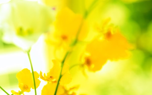 Светло желтые цветы