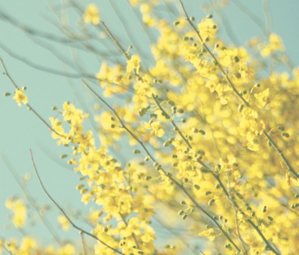 Желтый фон с цветами