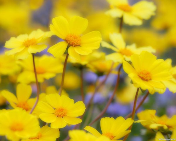 Красивый желто зеленый фон