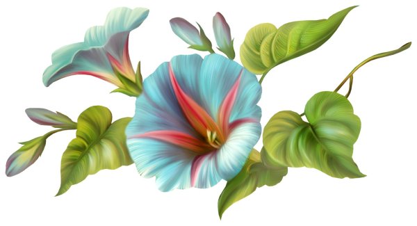 Необычные цветы на прозрачном фоне