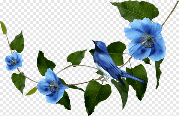 Ветка голубых цветов