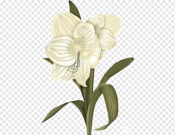 Белый цветок без фона арт