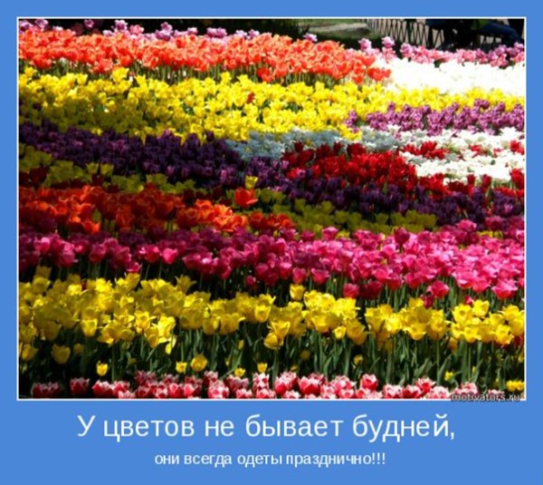 Цветов много не бывает!
