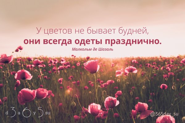 Красивые высказывания о цветах