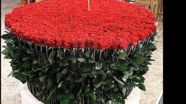 Самый большой букет роз в мире