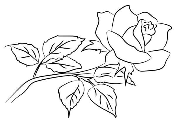 Набросок розы легкий