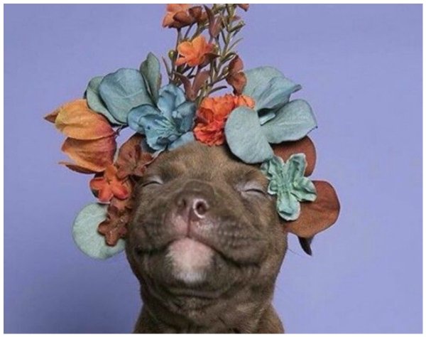 Собака с букетом цветов