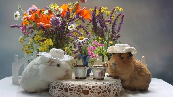 Хомяк в цветах