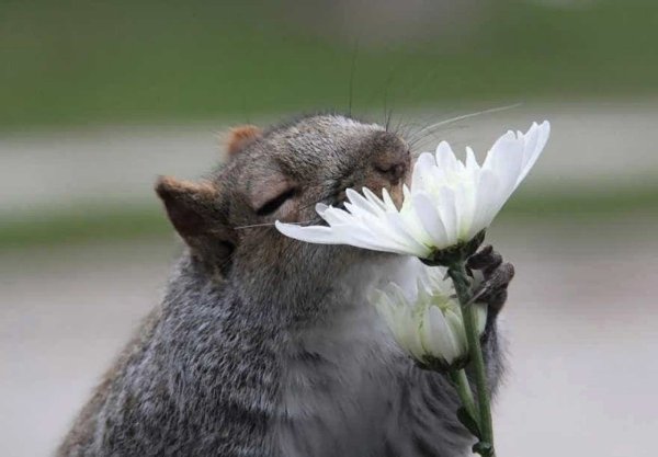 Животные нюхают цветы