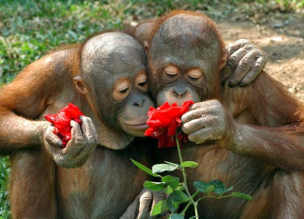 Обезьяна с цветами прикольные